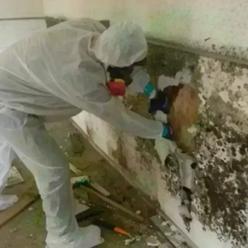 Mold Remediation and Removal in Vidor, TX